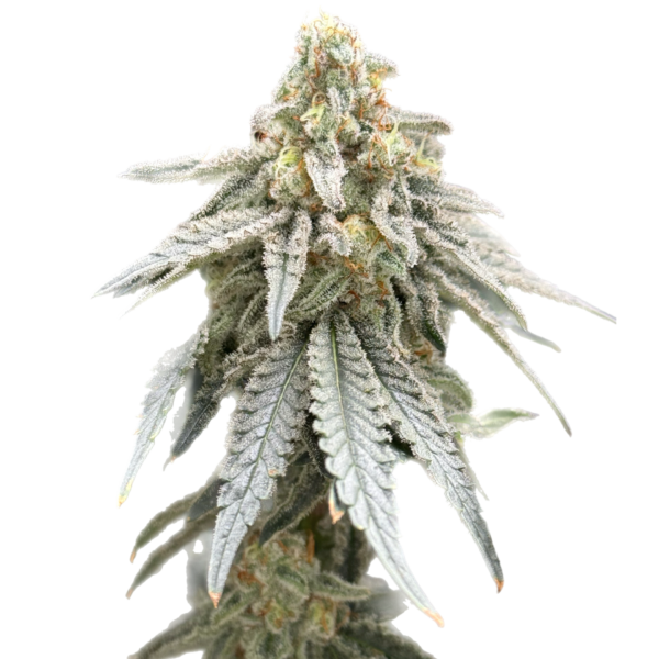 Gringo Mandingo (Flower)