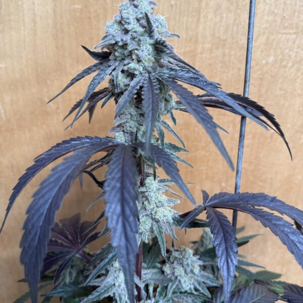 Brotanical Gardens - Gringo Mandingo (Cannabis Clone)