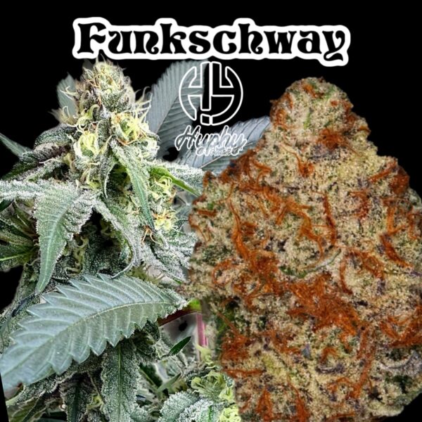 Brotanical Gardens - Funkschway (Cannabis Clone)