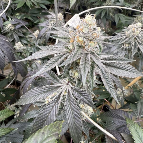 Brotanical Gardens - Funkschway (Cannabis Clone)