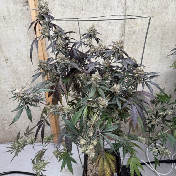 In House Genetics - Supremium #16 (Cannabis Clone)(Unrooted)