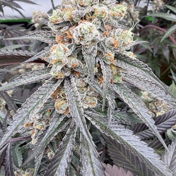 In House Genetics - Supremium #16 (Cannabis Clone)(Unrooted)