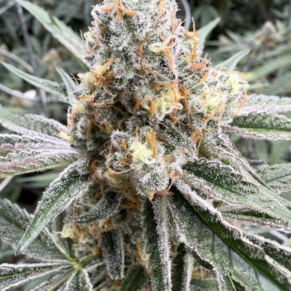 Brotanical Gardens - Fruitopia (Cannabis Clone)