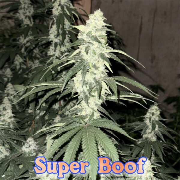 Brotanical Gardens - Super Boof (Cannabis Clone)